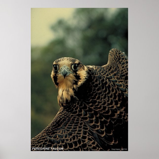 Peregrine Falcon Poster (Front)