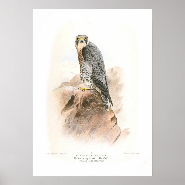 Peregrine Falcon Poster (Front)