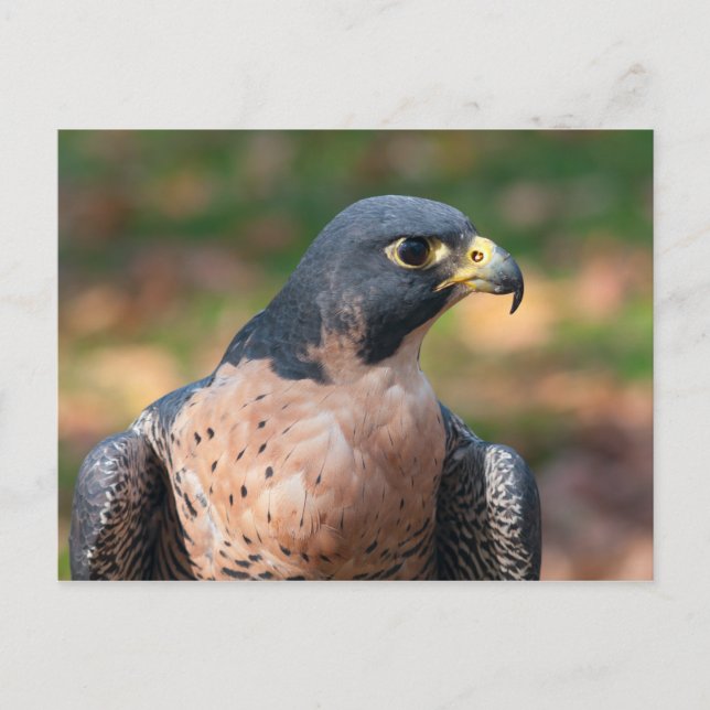 Peregrine Falcon Profile Postcard (Front)