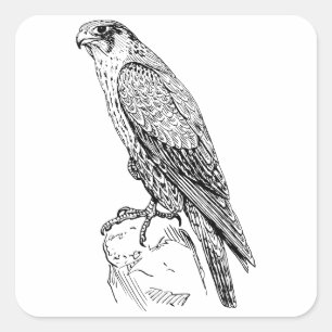 Peregrine Falcon Square Sticker