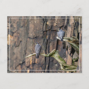 Peregrine Falcons On The Rocks Postcard
