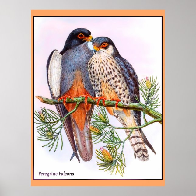 Peregrine Falcons Poster (Front)
