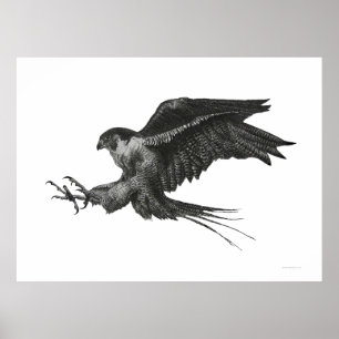 Peregrine Hawk Black White Pen and Ink Poster