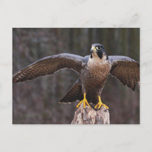 Peregrine Osprey Postcard
