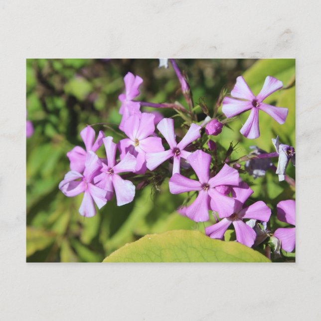 Perennial Phlox # 1 Postcard (Front)
