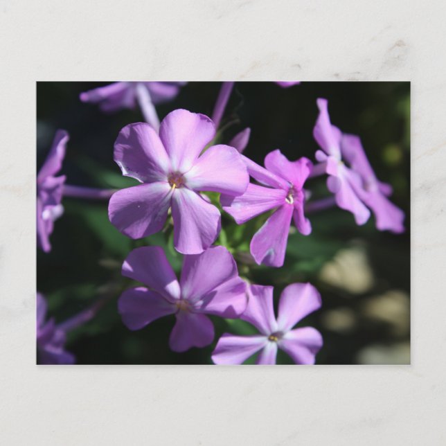 Perennial Phlox # 2 Postcard (Front)
