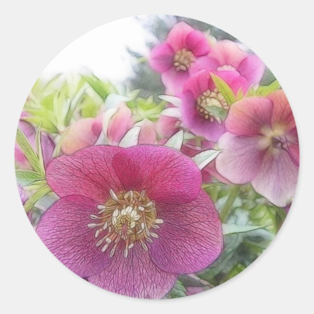 Perennial Plants - Purple Hellebore Classic Round Sticker (Front)