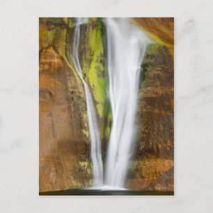 Perennial Plunge Postcard