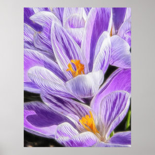Perennial Purple Striped Crocuses Poster
