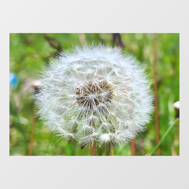 Perfect Dandelion – Botanical Macro Photography (Sheet)