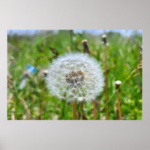 Perfect Dandelion – Botanical Macro Photography Poster