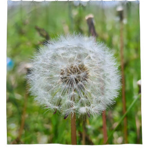 Perfect Dandelion – Botanical Macro Photography Shower Curtain