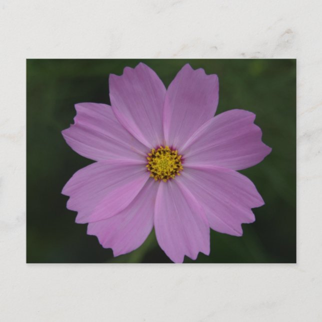 perfect flower postcard (Front)