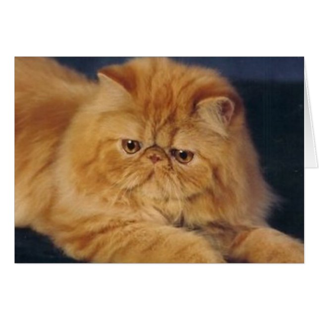 Perfect Ginger Cat (Front Horizontal)