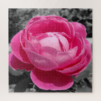 Perfect Heritage Pink Rose with Grey  Jigsaw Puzzle