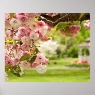 Perfect landscaping with blooming cherry tree in poster