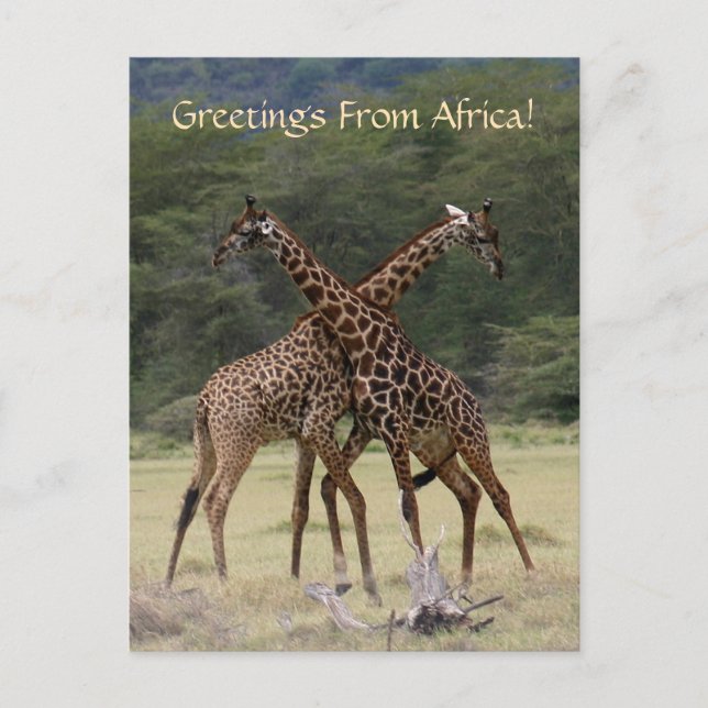 Perfect Partners - Postcard (Front)