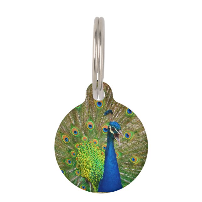 Perfect Peacock Plumage Pet Tag (Front)