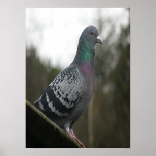Perfect Pigeon Print