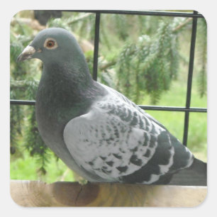 Perfect Pigeon Square Sticker