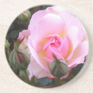 Perfect pink English Rose Coaster