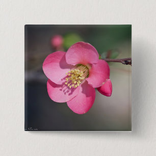 Perfect Pink Flowering Quince 15 Cm Square Badge