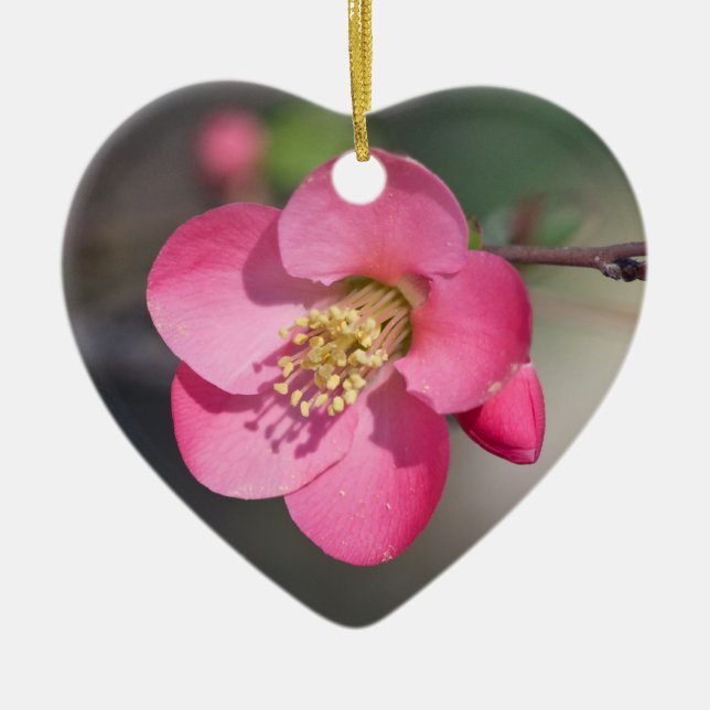 Perfect Pink Flowering Quince Ceramic Tree Decoration (Front)