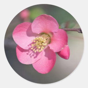 Perfect Pink Flowering Quince Classic Round Sticker
