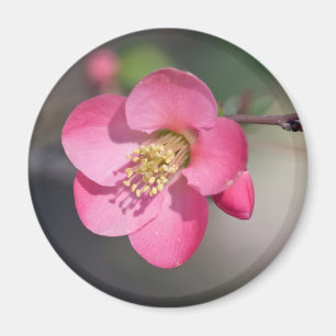 Perfect Pink Flowering Quince Magnet