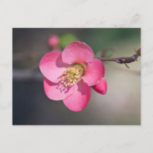 Perfect Pink Flowering Quince Postcard