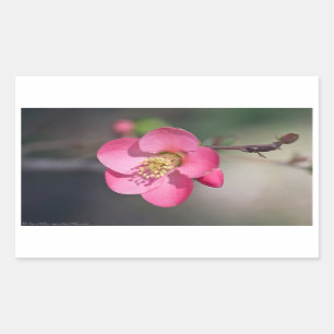 Perfect Pink Flowering Quince Rectangular Sticker