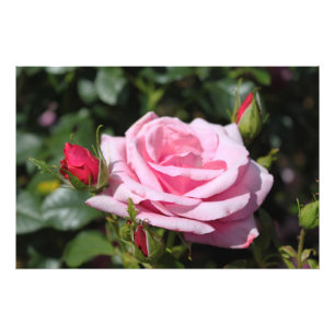 perfect pink rose flower and bud photo art work.