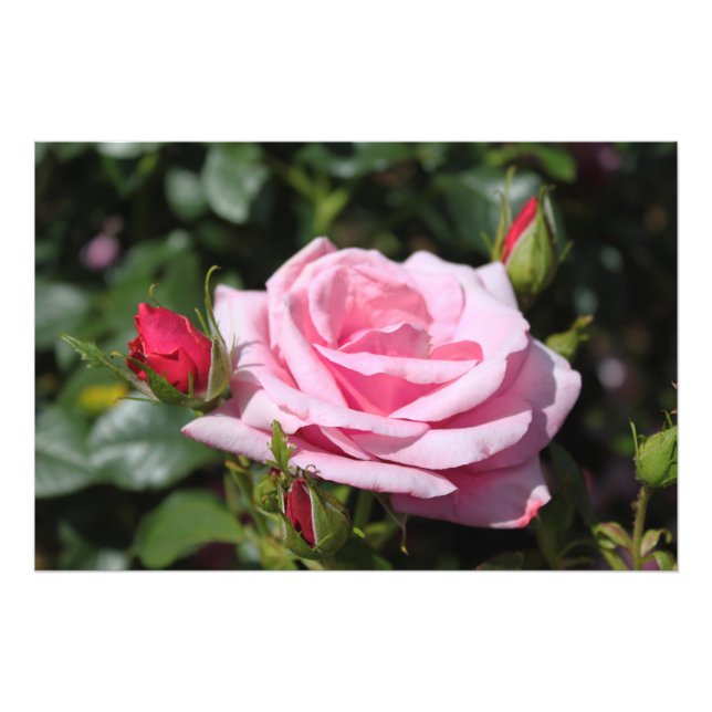 perfect pink rose flower and bud photo art work. (Front)