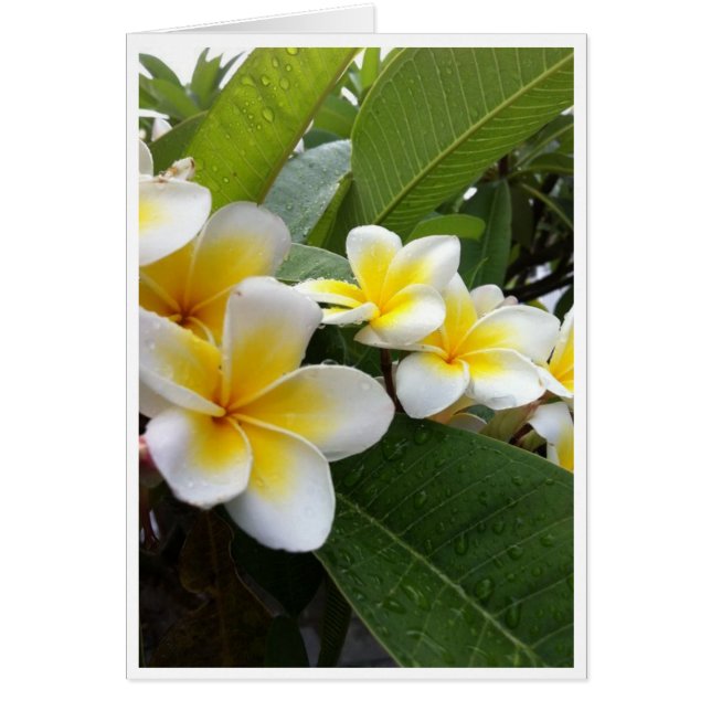 Perfect Plumeria (Front)