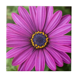 Perfect Purple Flower Head Ceramic Tile