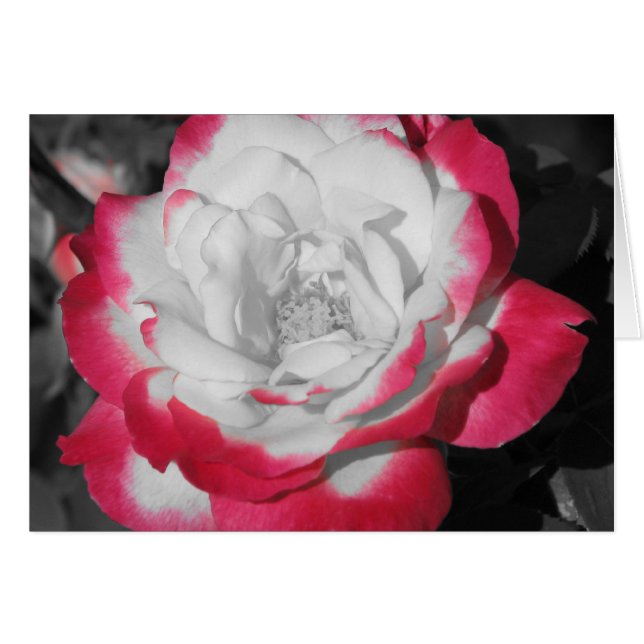 Perfect Rose (Front Horizontal)