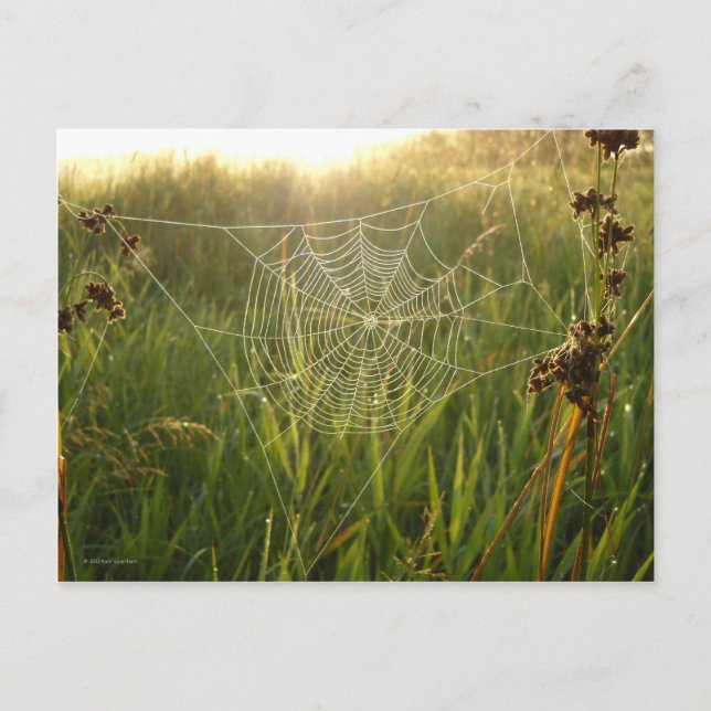 Perfect Spider Web Postcard (Front)