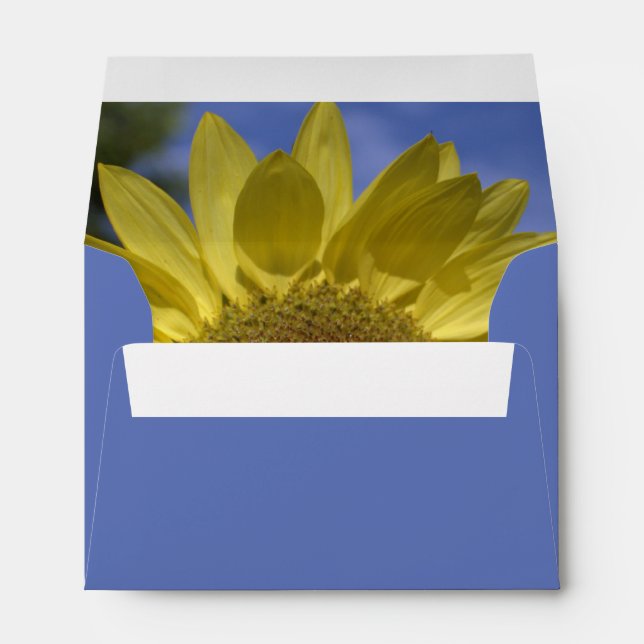 Perfect summer sunflower in blue sky. envelope (Back (Bottom))