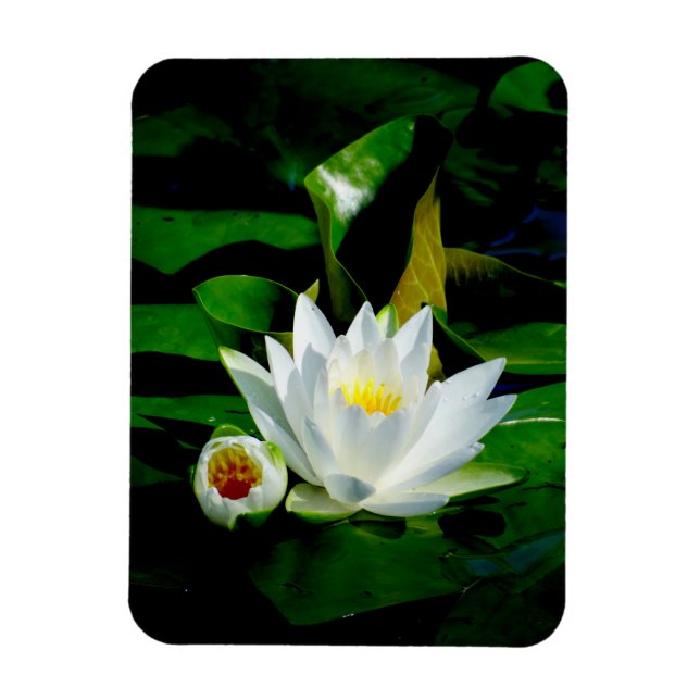 Perfect White Water Lily and Bud Magnet (Vertical)