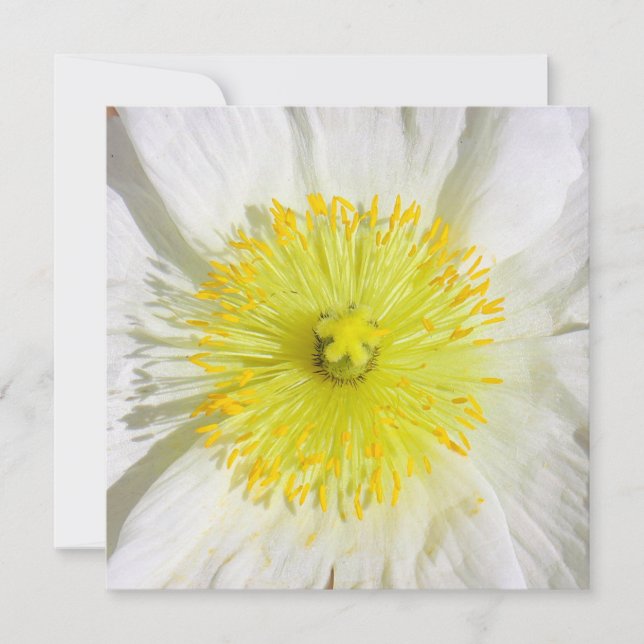 Perfectly Poppy  (Front)
