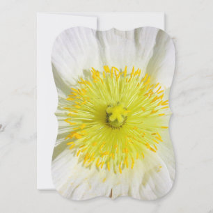 Perfectly Poppy