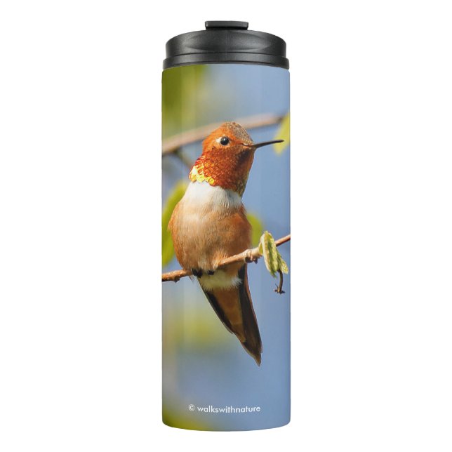 Perfectly Posed Male Rufous Hummingbird Thermal Tumbler (Front)