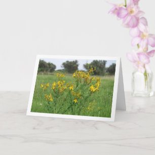 Perforate St John's-Wort Flowering Plant Card