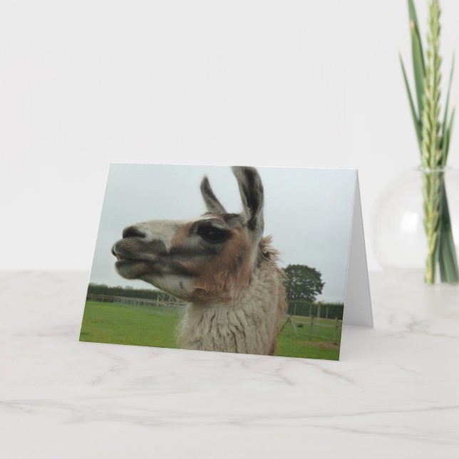 Perhaps Its This Side? Camel Greeting / Note Card (Front)