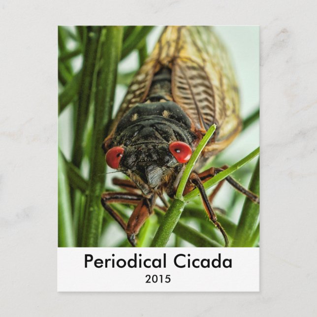 Periodical Cicada Large Insect Macro Photo Postcard (Front)