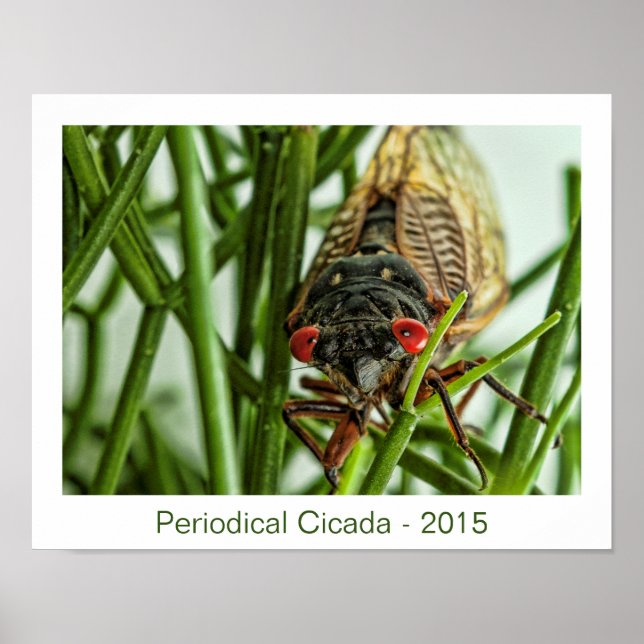 Periodical Cicada Large Insect Macro Photo Poster (Front)