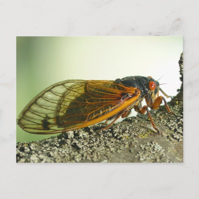 Periodical Cicada Postcard. Postcard (Front)