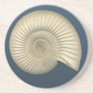 Perisphinctes Ammonite Coaster