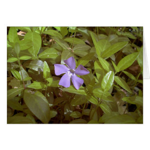 Periwinkle at Letchworth