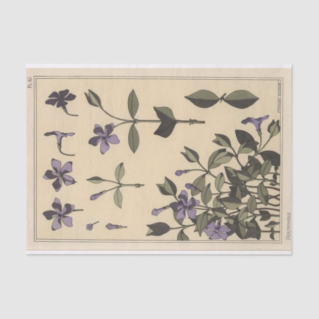 Periwinkle, Eugene Grasset's Botany Series Tissue Paper (Front)